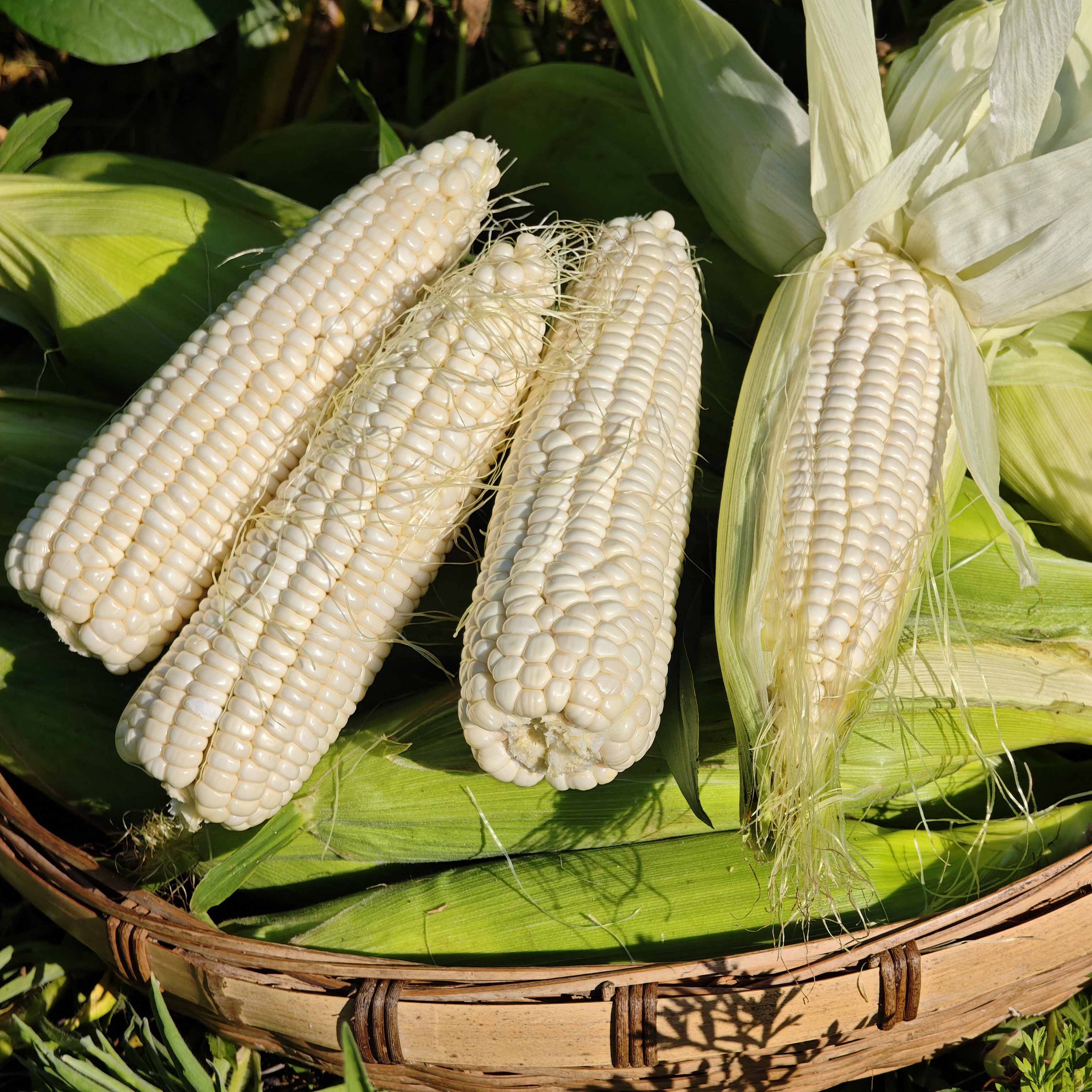 【现摘现发】贵州山地种植新鲜甜糯白玉米泡沫箱冰袋发货4.5-5 斤