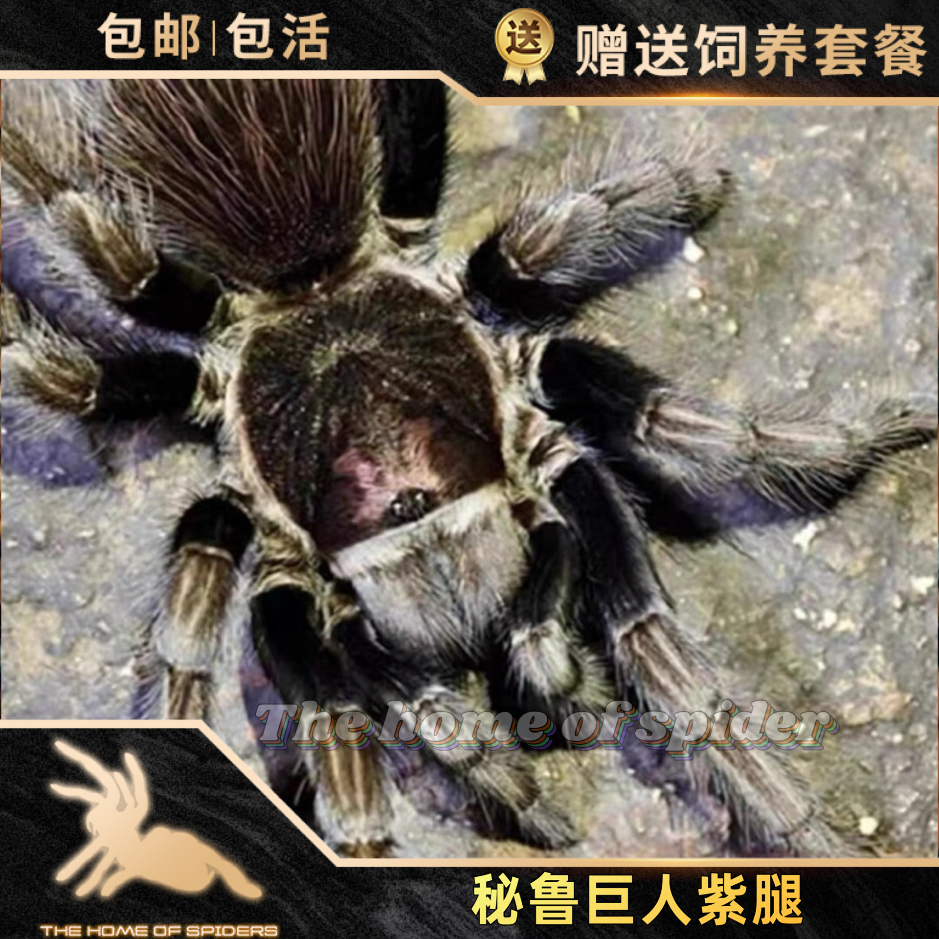 秘鲁巨人紫腿Lasiodorides sp adobe宠物蜘蛛