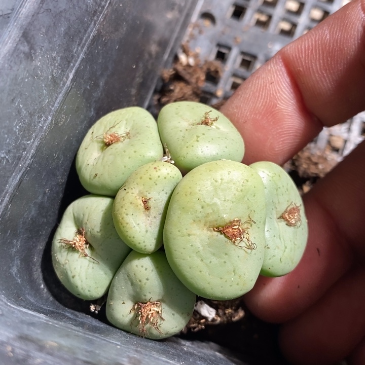 12-250一个一个一个