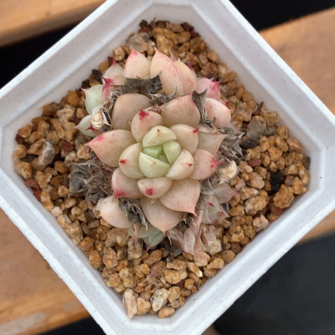 精品多肉一物一拍不包整86