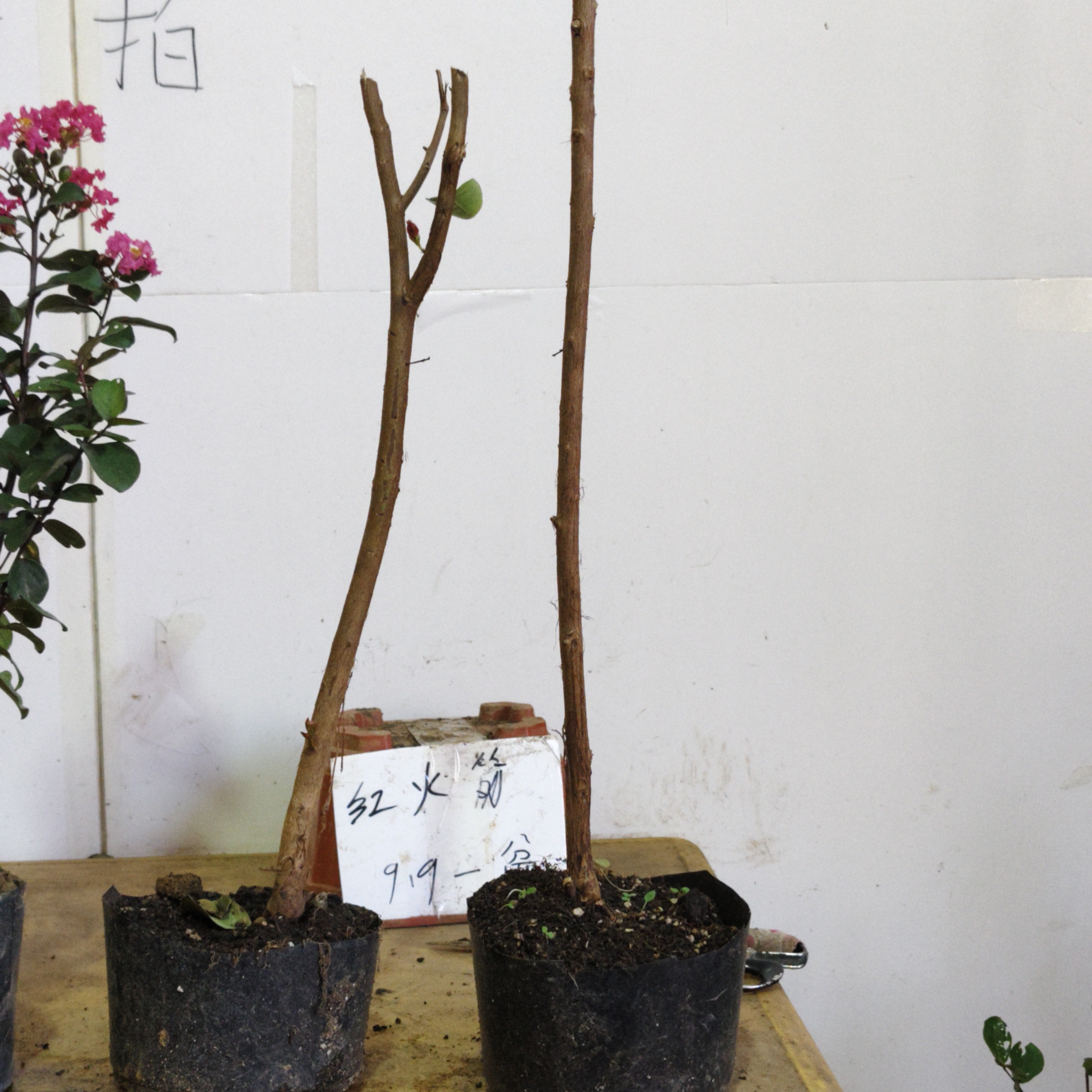 红火箭紫薇花123