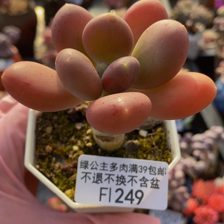 金蝉单头249多肉植物