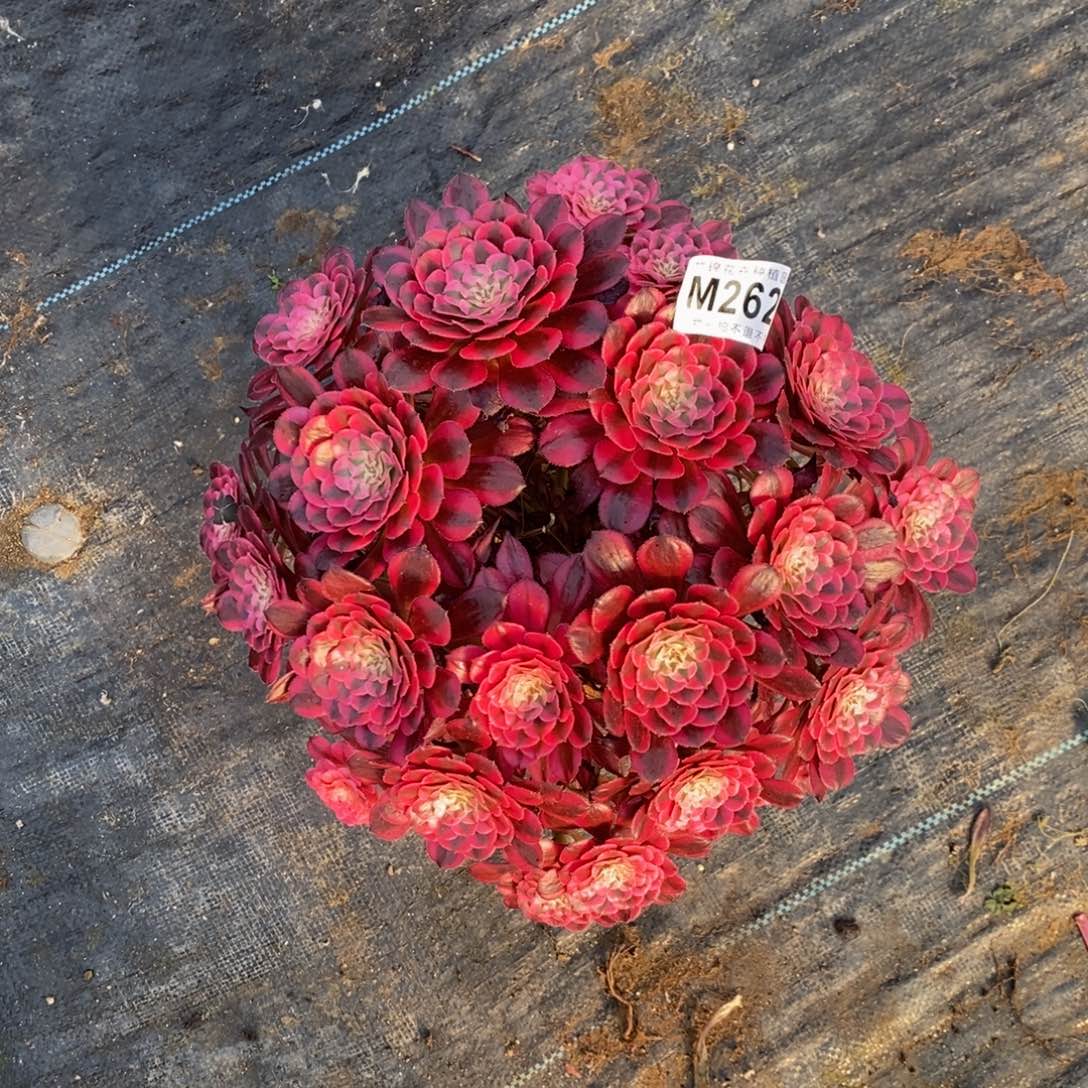 全部花朵262红铜超白嫩桩丛林