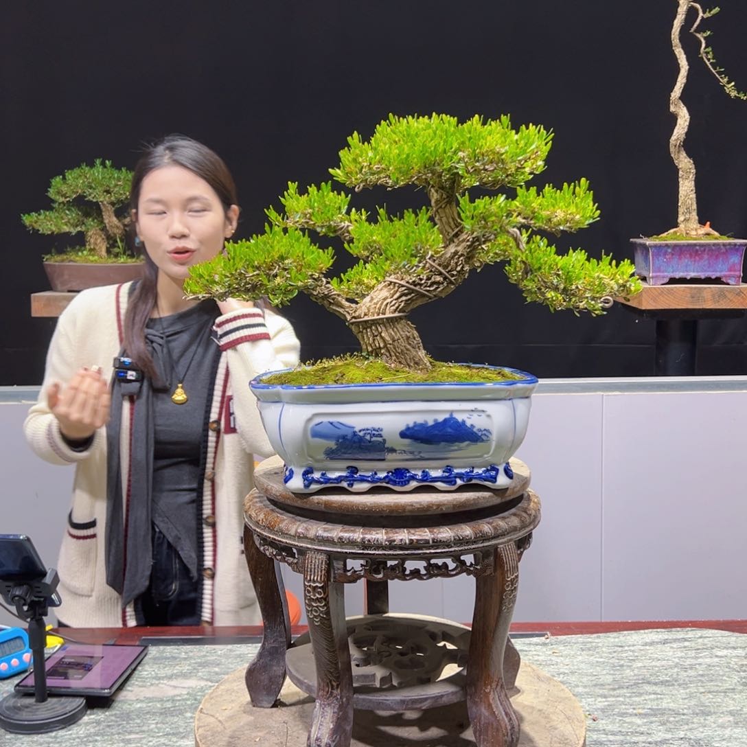 黄杨盆景老桩四季长青