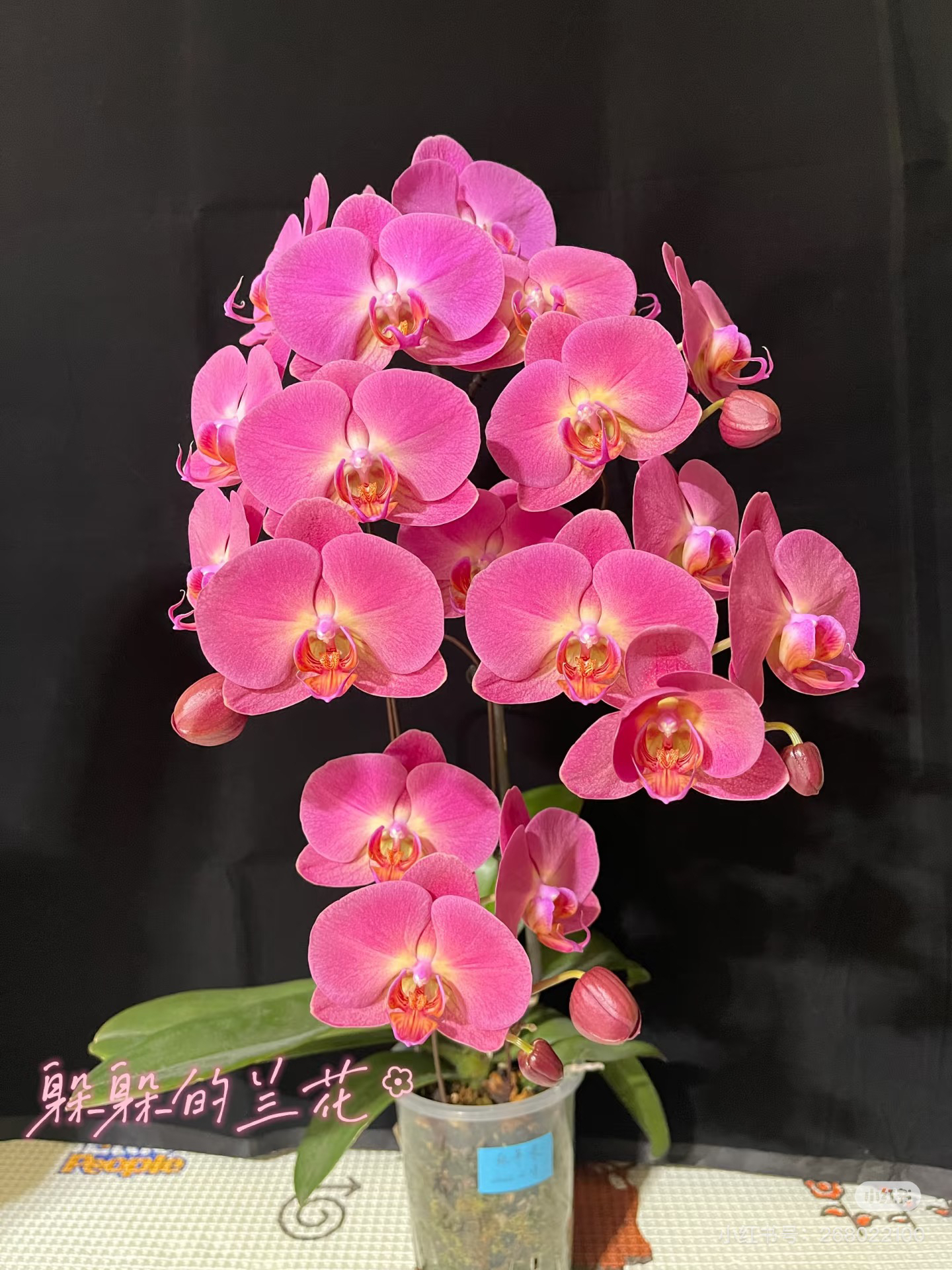 【红苹果】蝴蝶兰稀有品种红苹果3.0寸未出梗发货