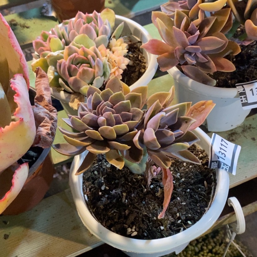 【闪购商品】太妃糖缀13117