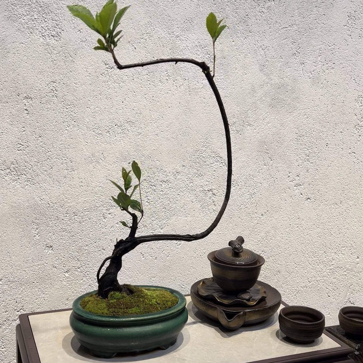 海岛春花（石斑木）-异型特色原生桩型精品盆景