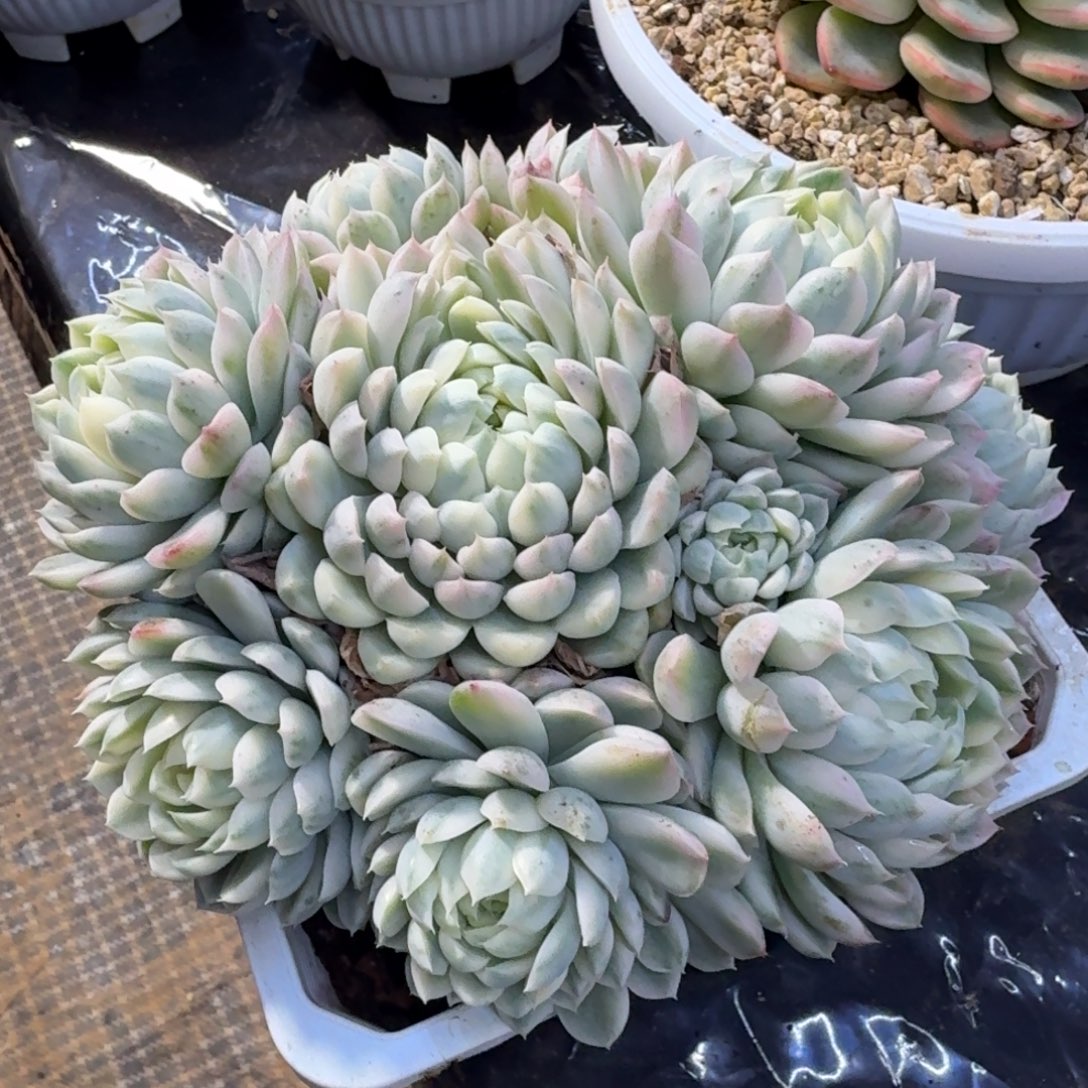 香草锦18公分腹轮锦捧花