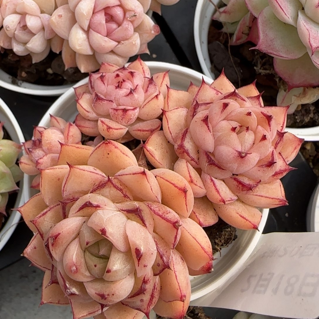 花语逸境0218-291