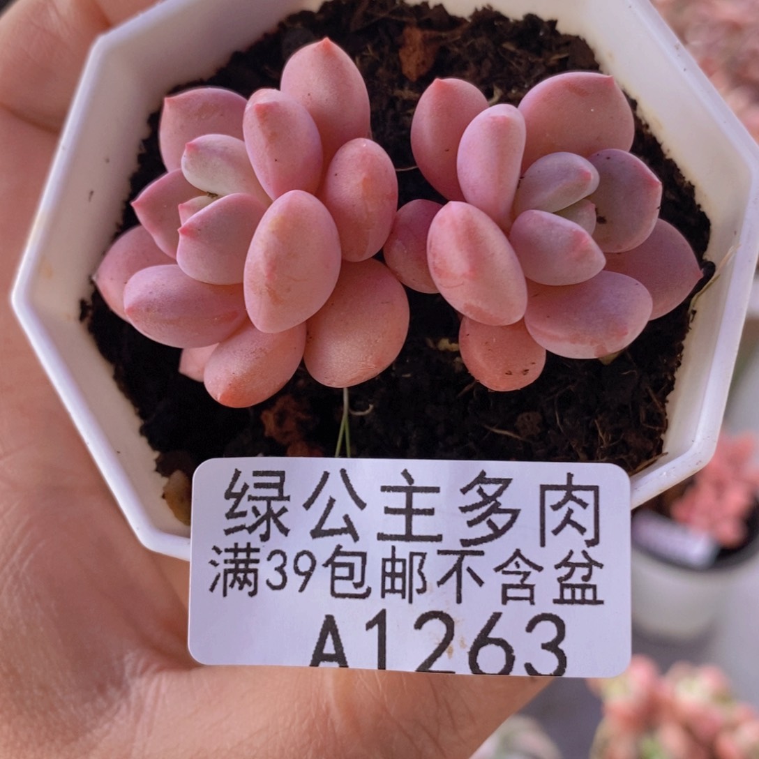 粉桃花5cm1263多肉植物
