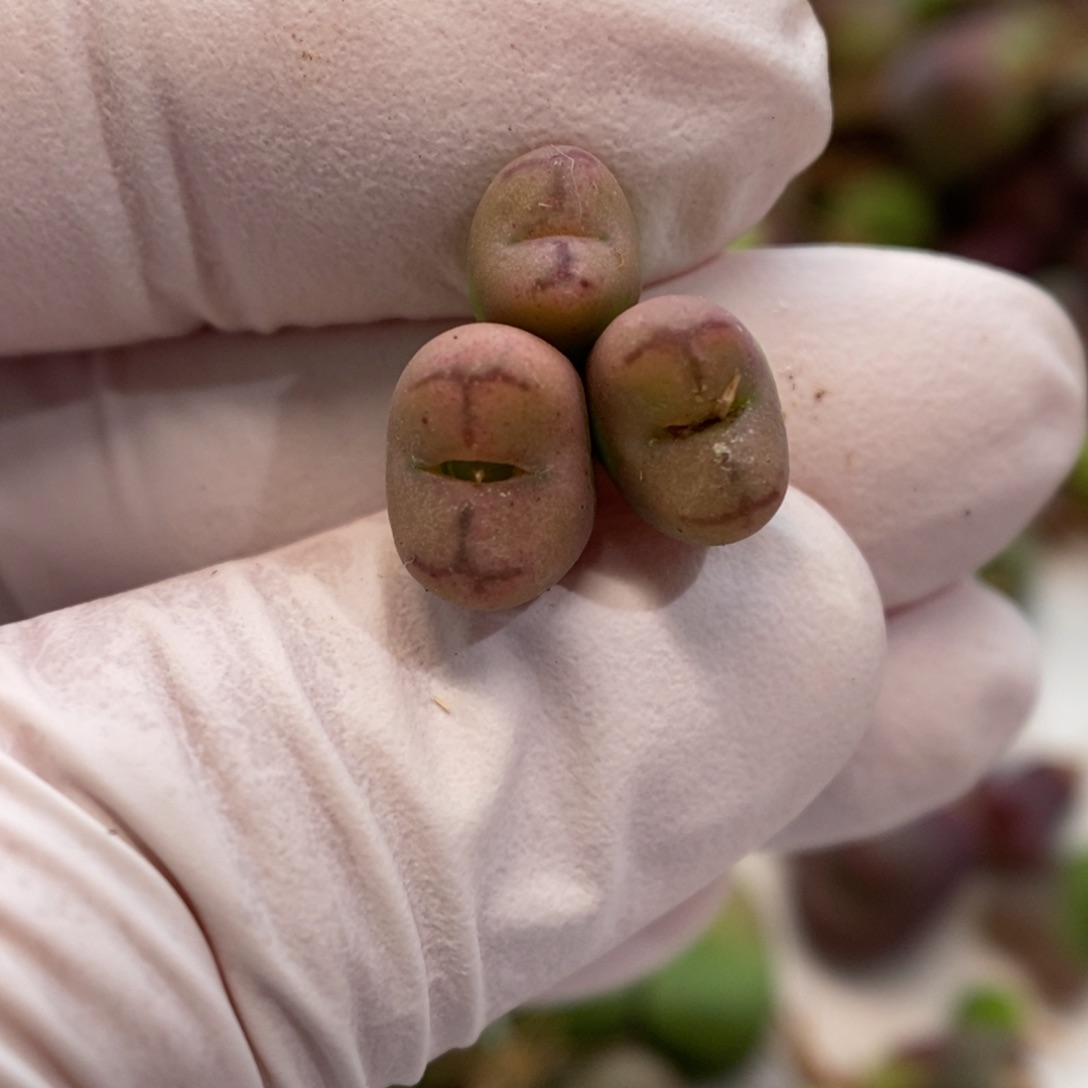 多肉植物肉锥杂交K-23