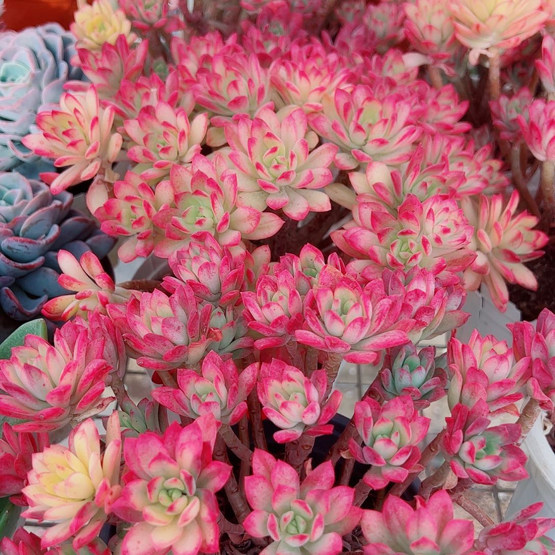 七彩云南叮当锦多头群生