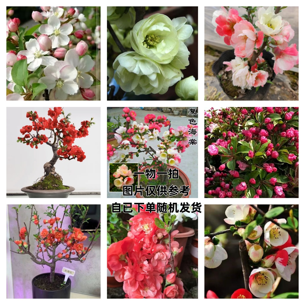 各种精品四季海棠花盆景  一物一拍