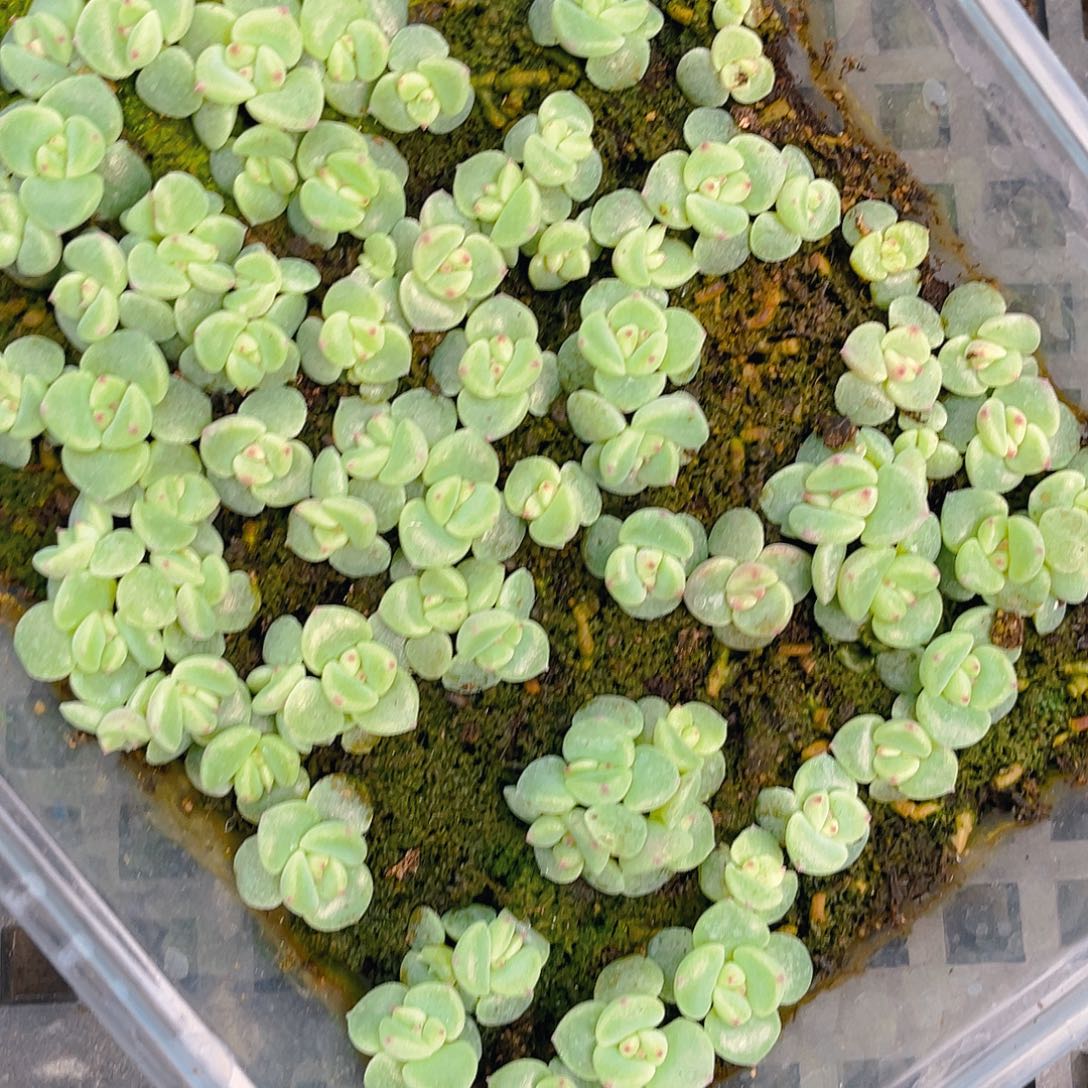 *****多肉植物多肉植物