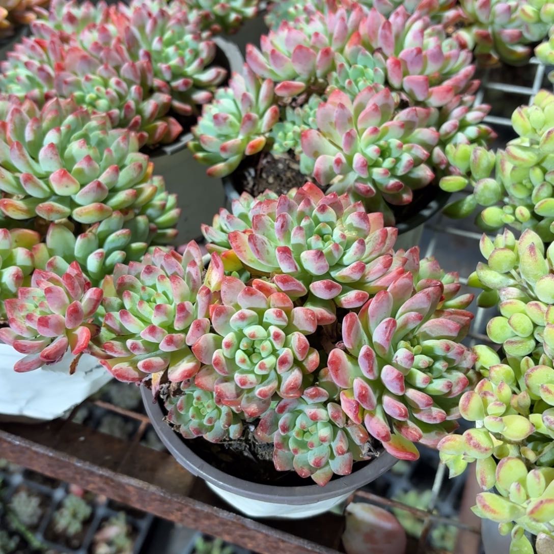 蓝苹果多肉11㎝盆特价