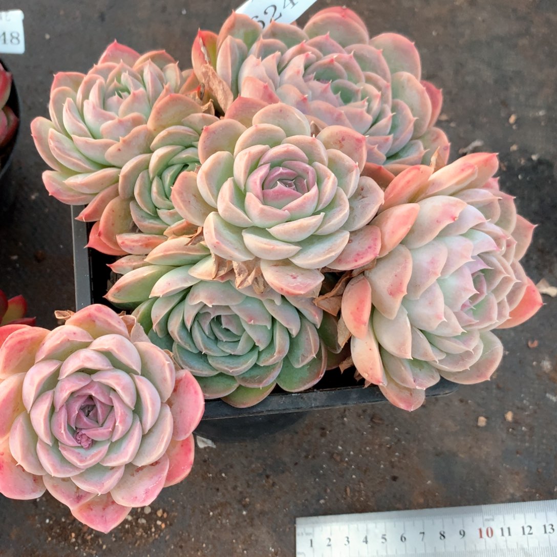 6247不包整散掉头不售后