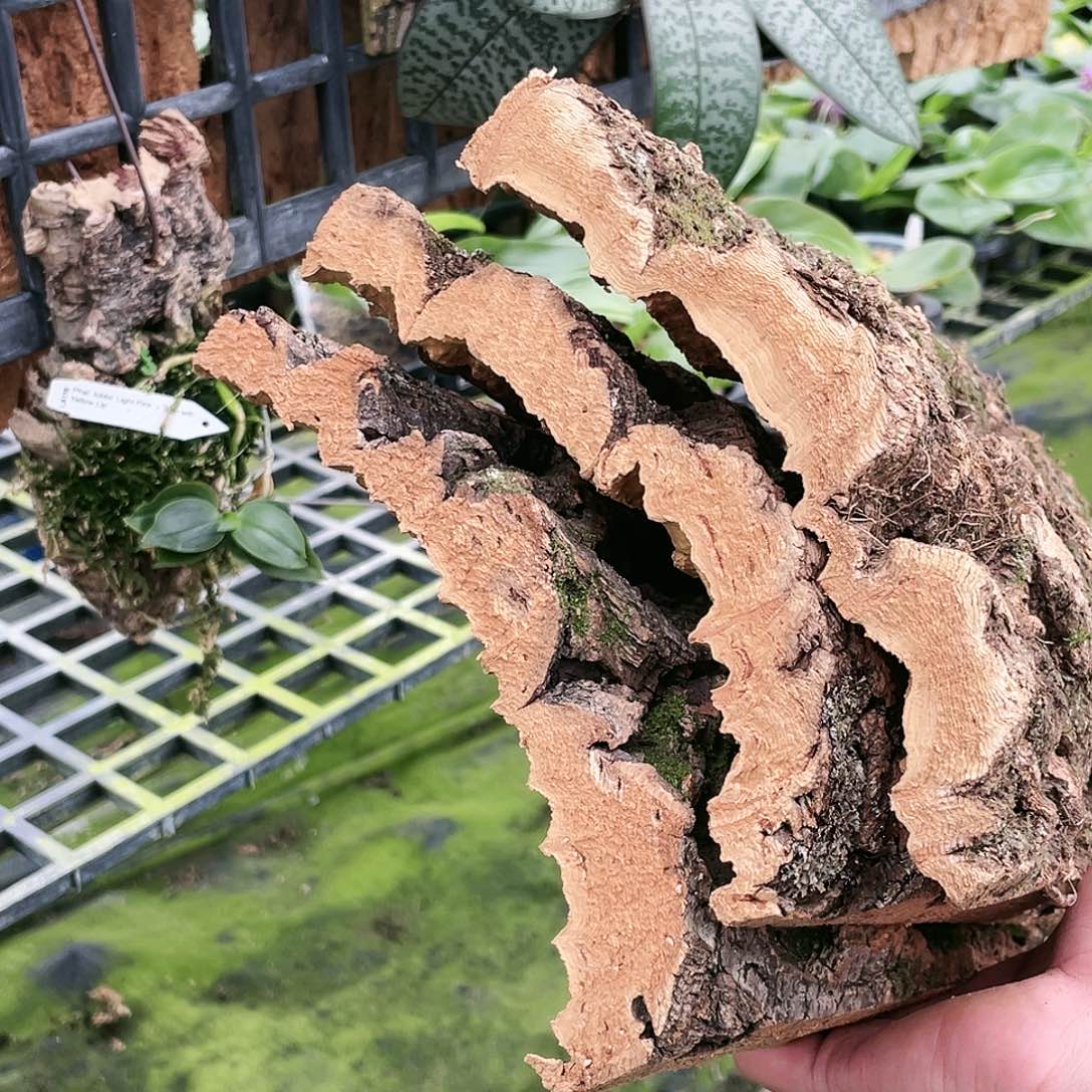 丁***钉当前无花栽培后可以开花