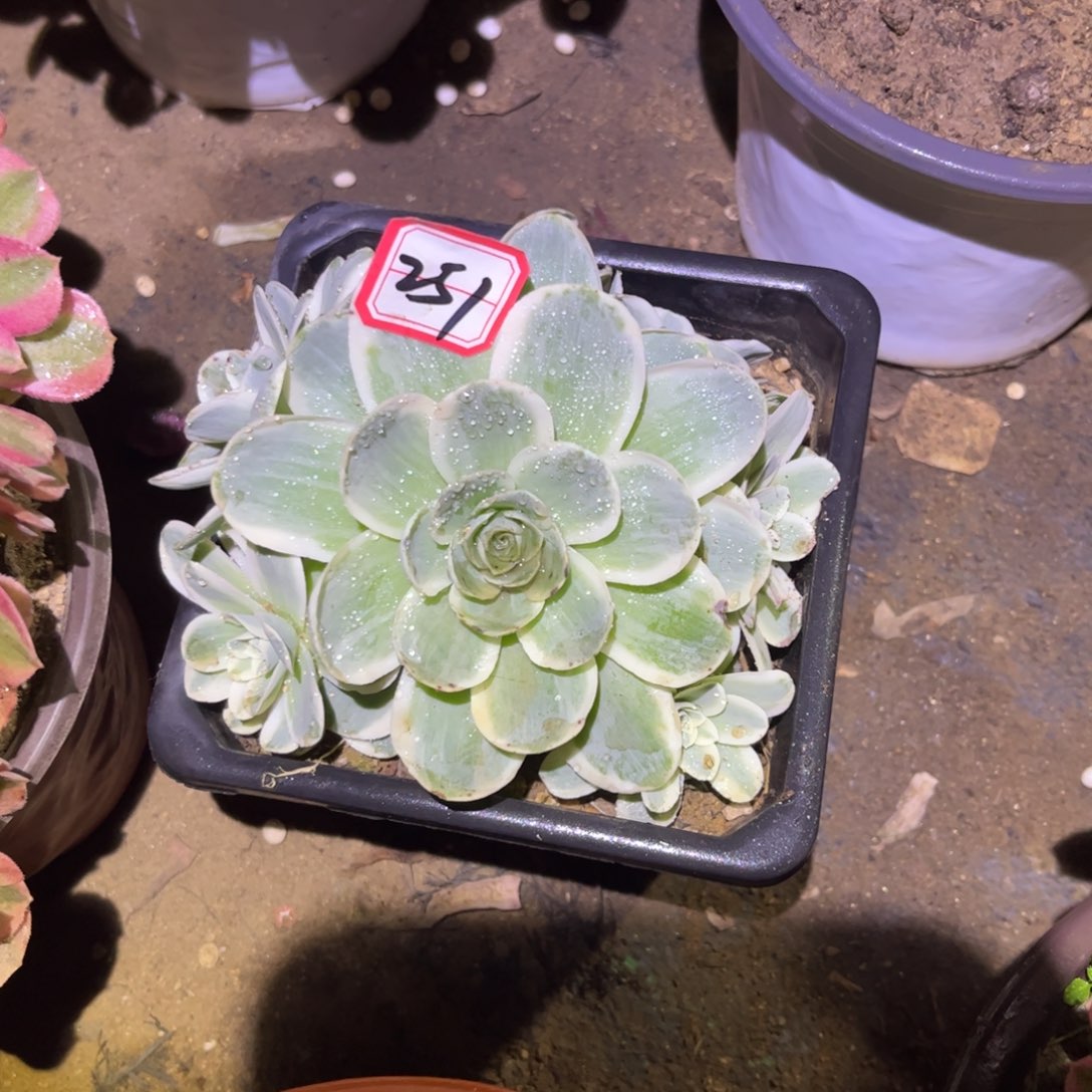 251多肉植物玫瑰锦