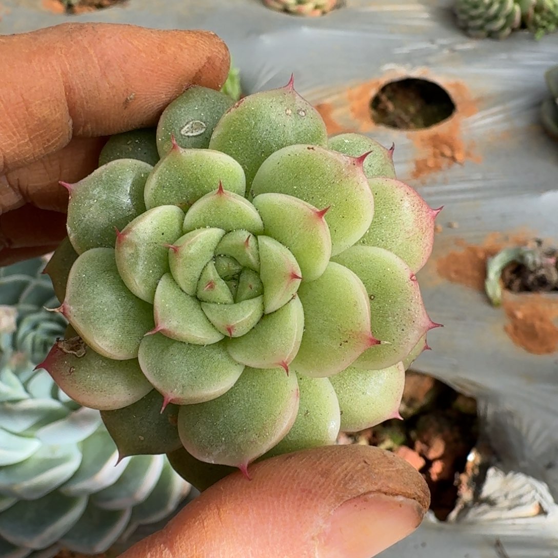 麦秆一颗一物一拍30-66