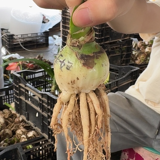 蒂卡女王5厘米➕两个侧芽包对版