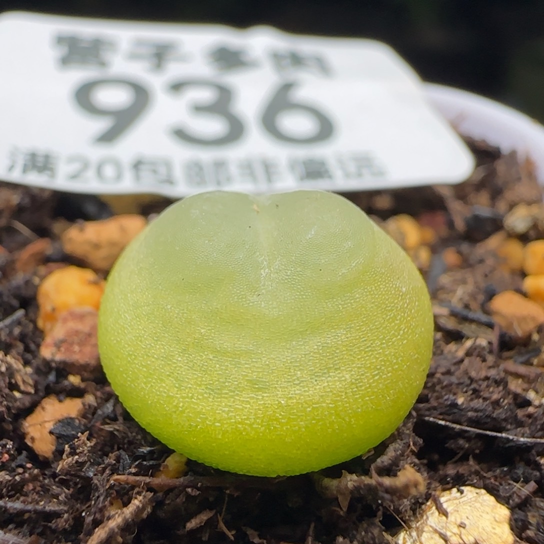 拉登1.3➕脱土1200。   