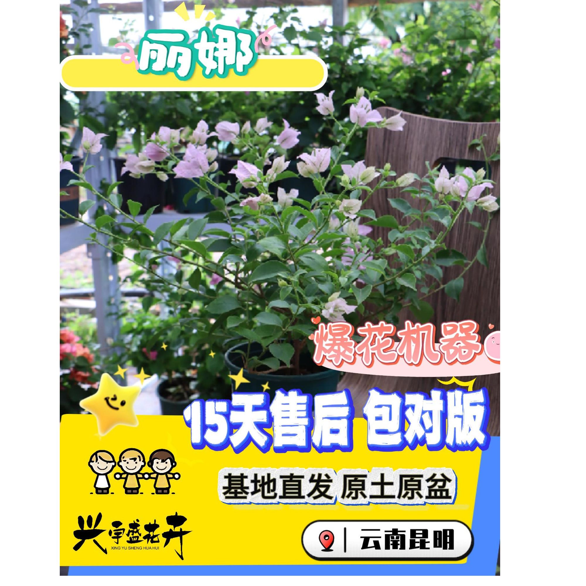 【粉天使+丽娜】两盆组合福利室内外勤花带盆土观赏三角梅