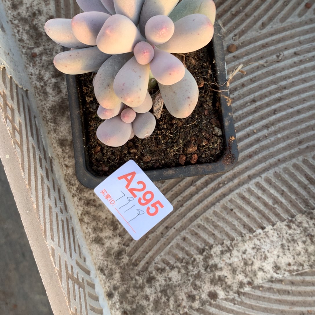 ✿***｡米可奶小多肉植物