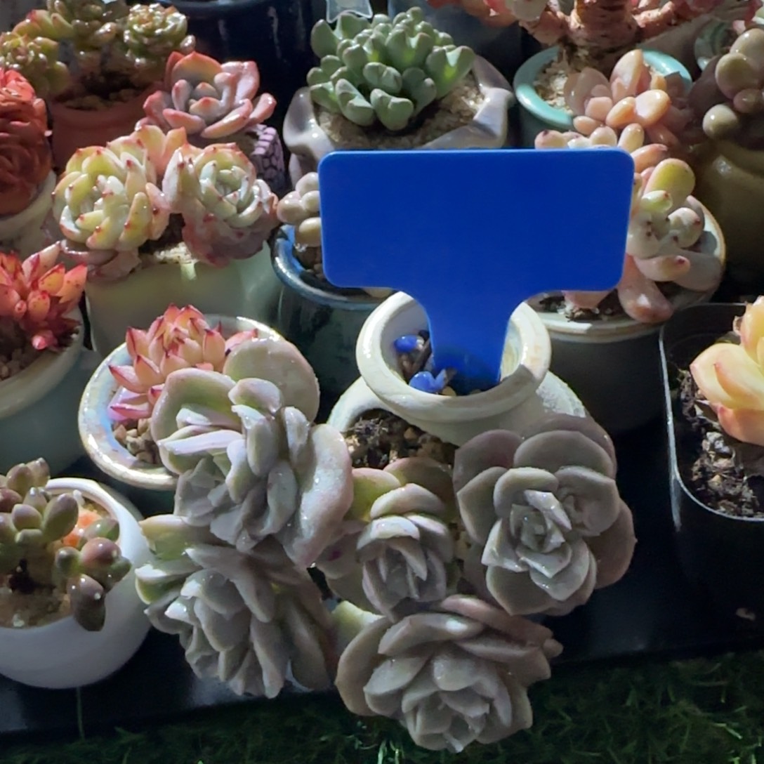 (***寻多肉植物可爱玫瑰穷生无槛带石化