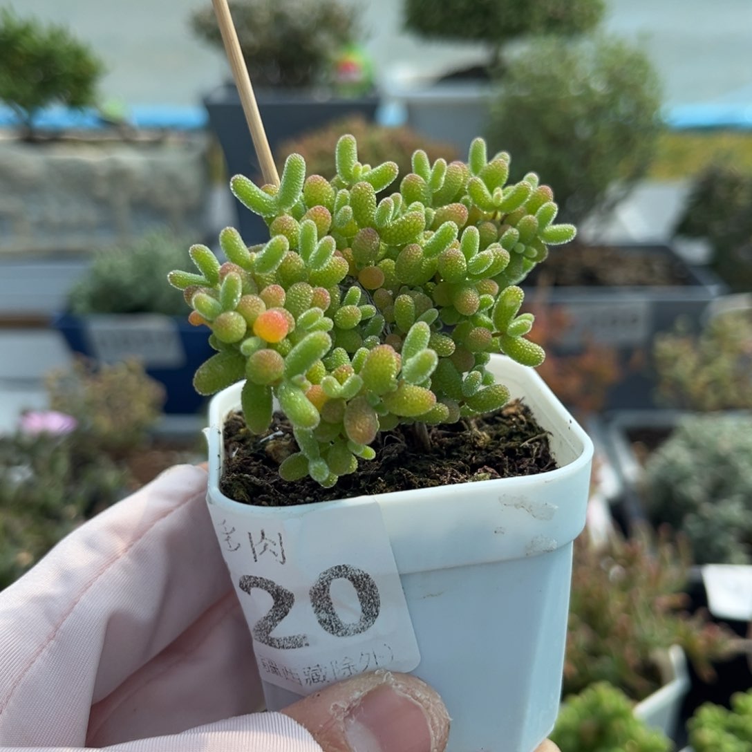 720蜜橘糖球枝干