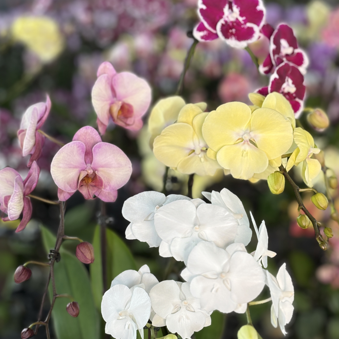 070组合4棵/福利