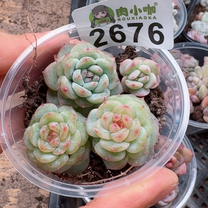 多肉植物多肉植物