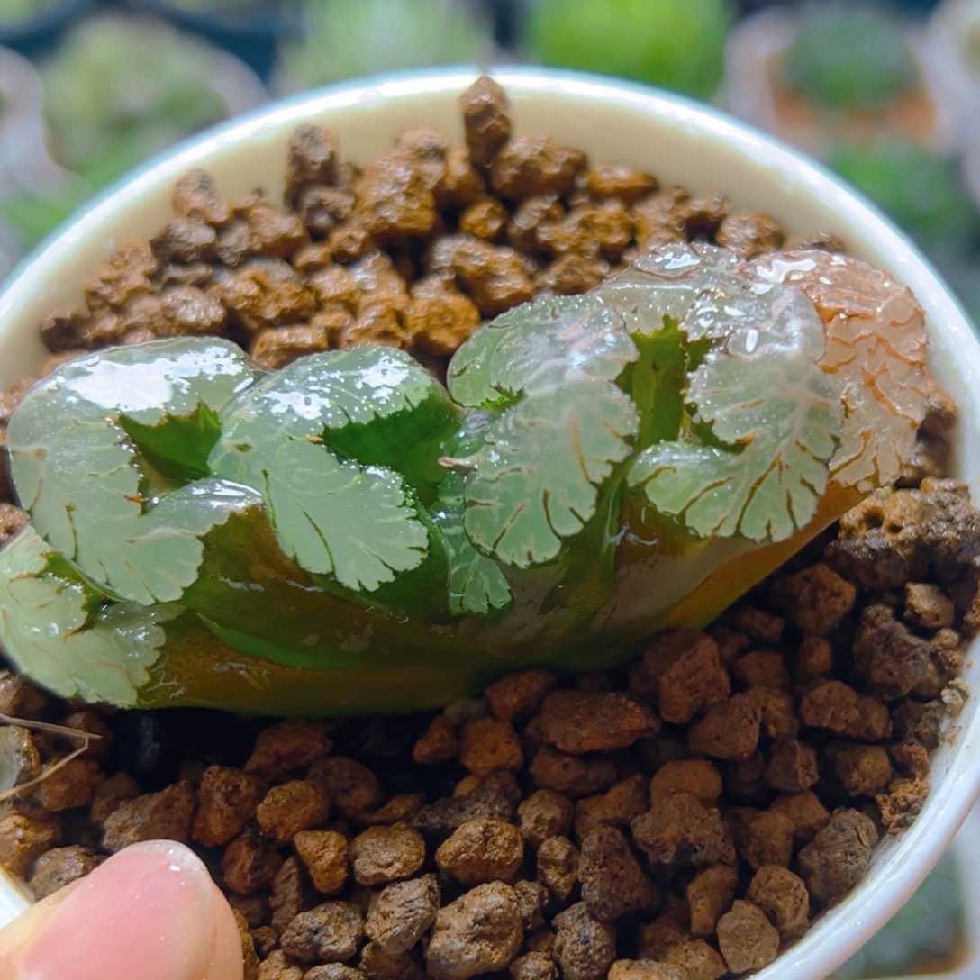 黑武泰玉扇多肉多肉