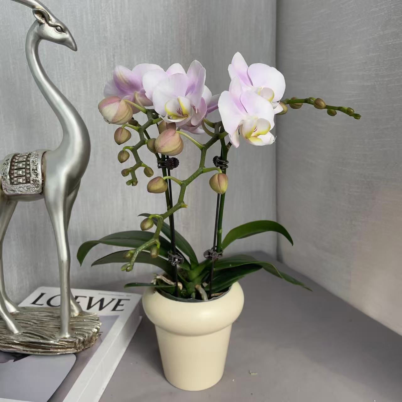 《天使》3.0寸杯精品蝴蝶兰 浅粉色系花量多 室内花卉
