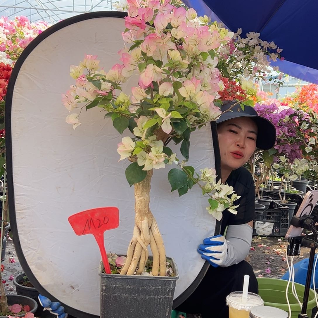 快***连大部分花苞少量开放M20绿樱