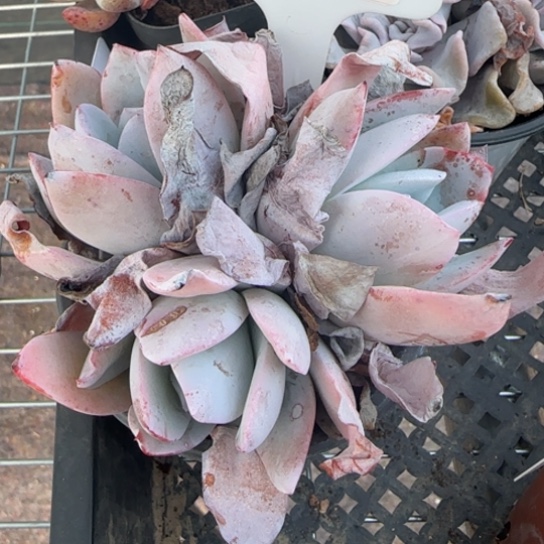 284号白莲一物一拍多肉