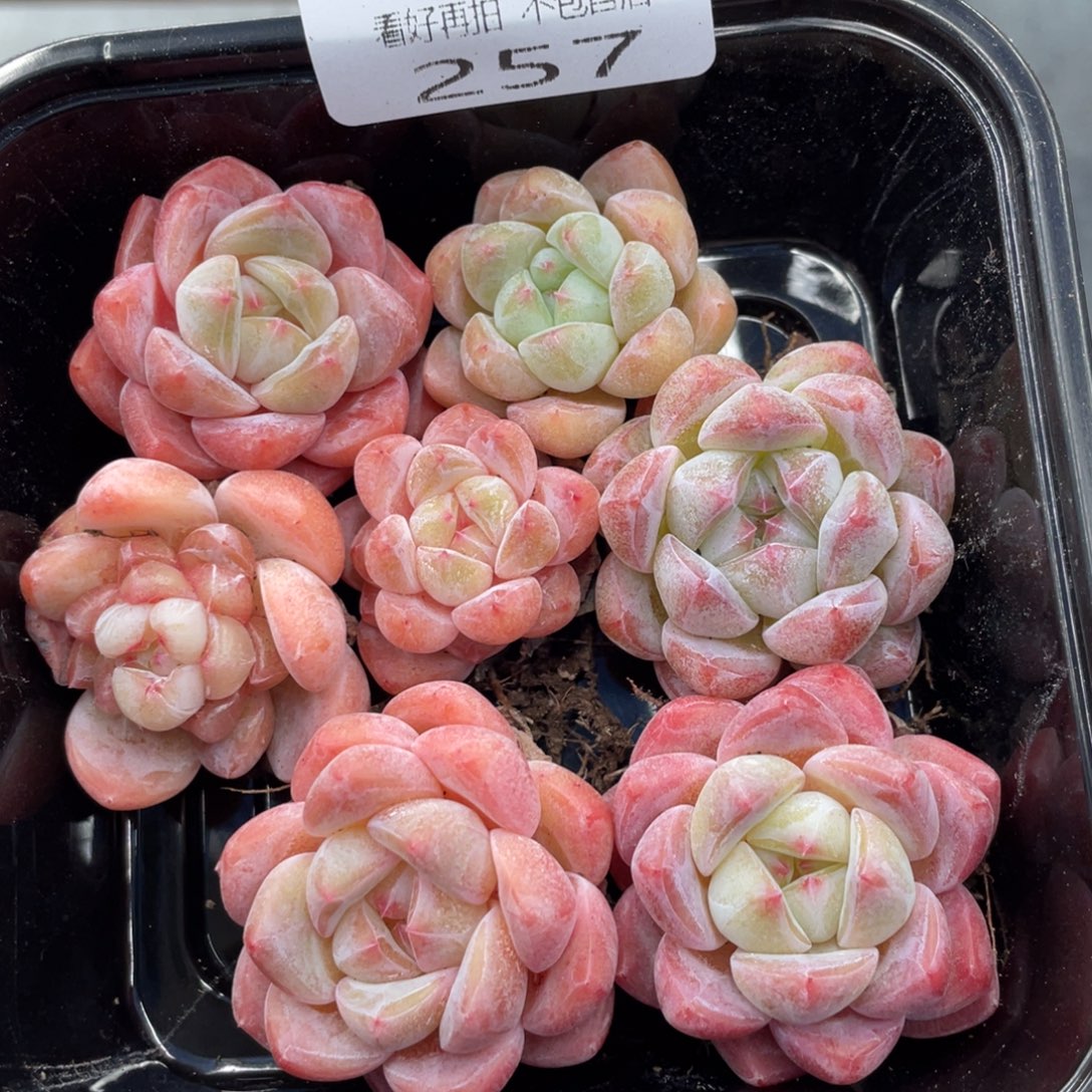 云糖心多肉植物257