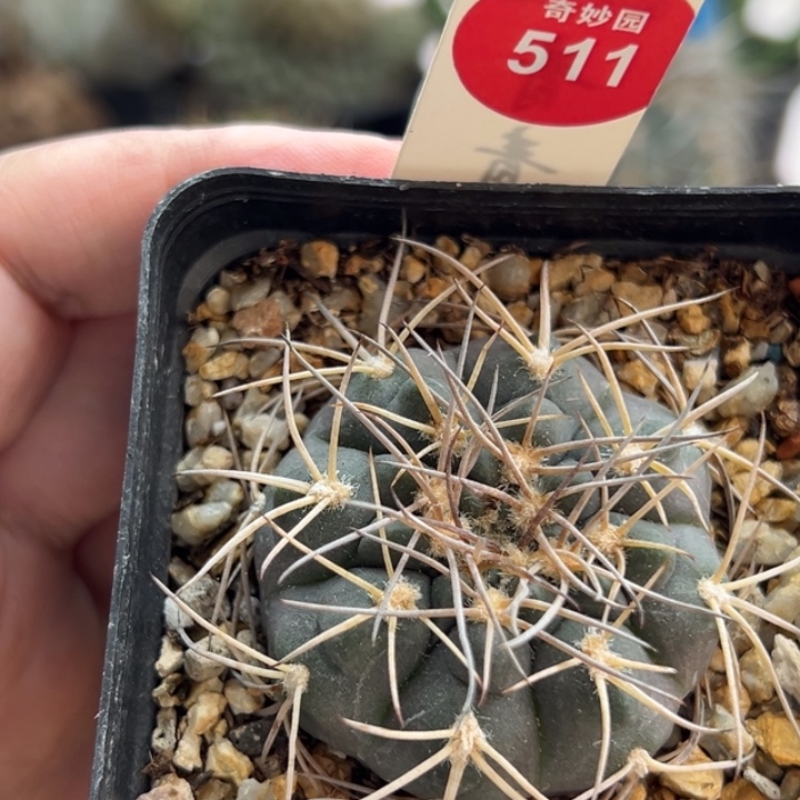 实生密刺天平丸4.5cm