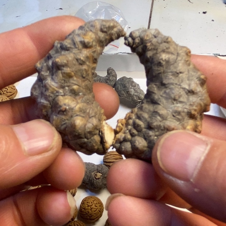 吊坠桃核东北特产17