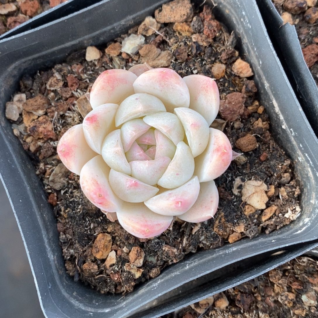 精品多肉一物一柏不包整63