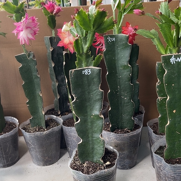 与***C当前无花栽培后可以开花083