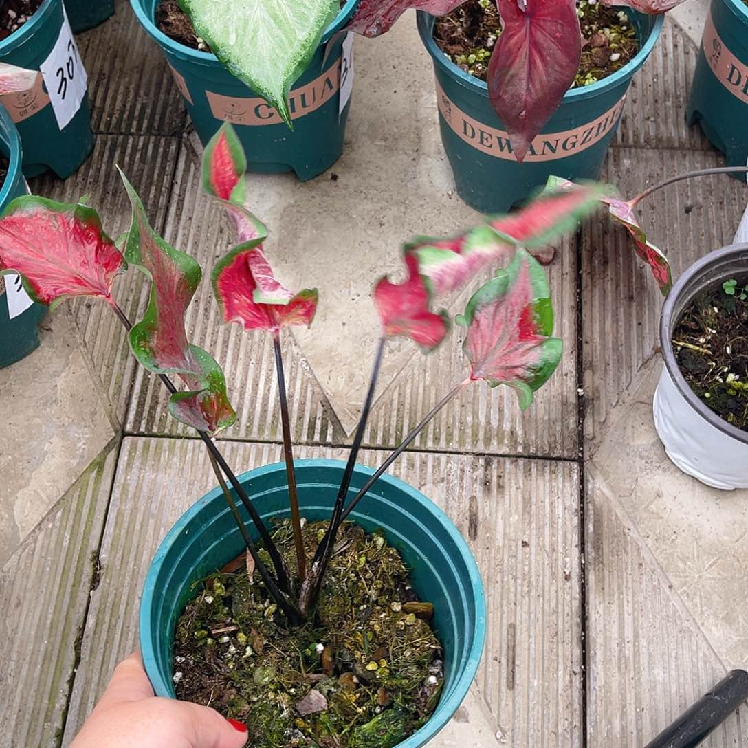 完全开放3314泰彩一物一拍