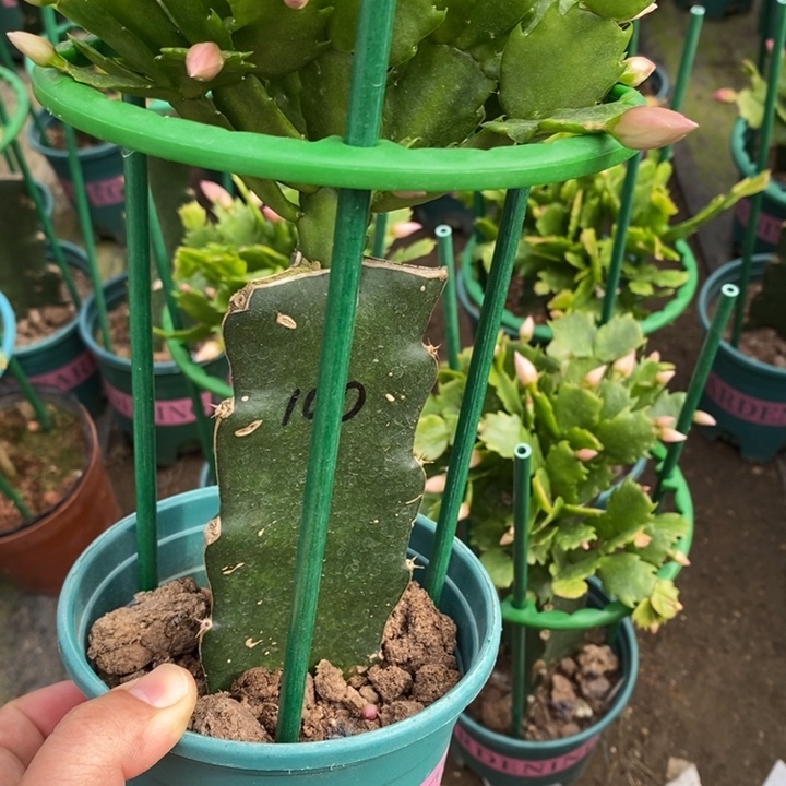 莉***完全开放100重瓣新品