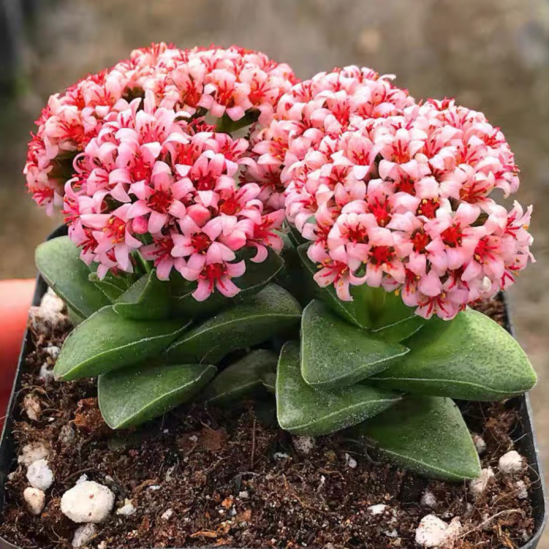 神童多肉  开花机器 小夜衣 双头裸根一颗3公分