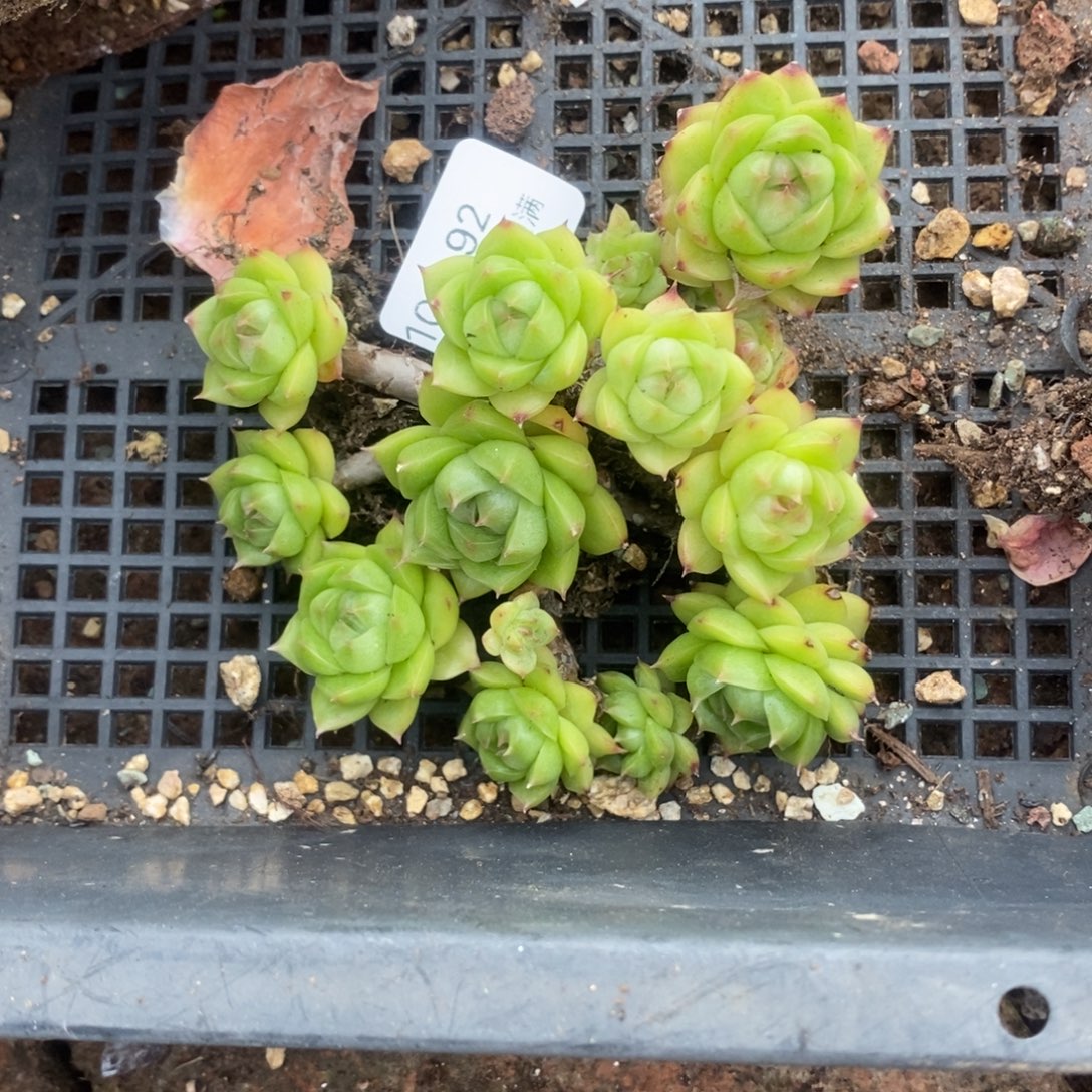 乖***特92号多肉群小可爱