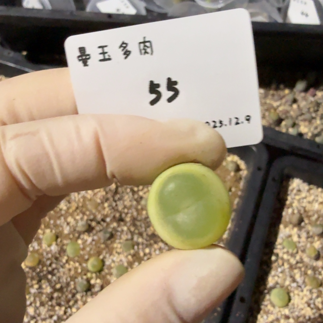 椰****多肉多肉多肉12.9-055