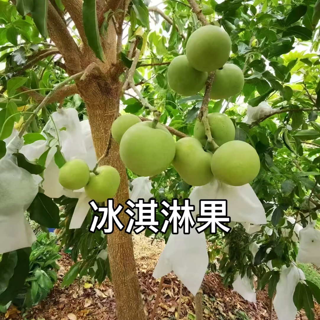 冰淇淋果（状元红品种）大果品种