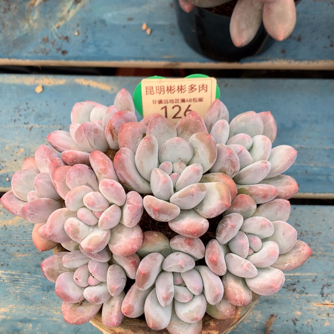 韩版香水老桩平头126