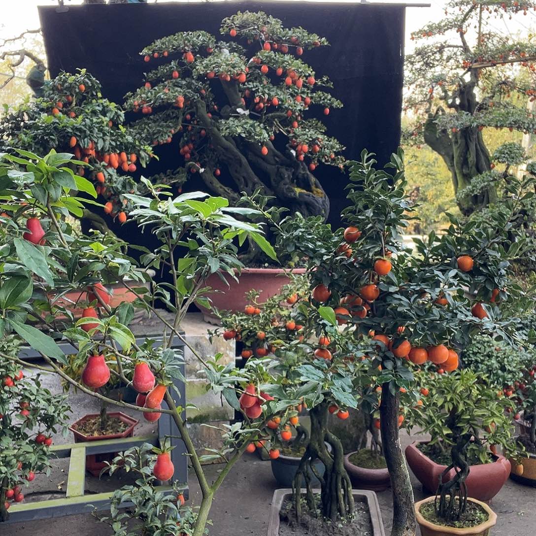 金弹子盆景喜欢的来