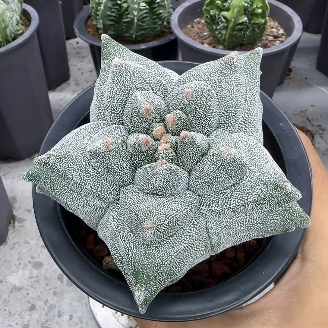 核桃鸾凤玉实生根008