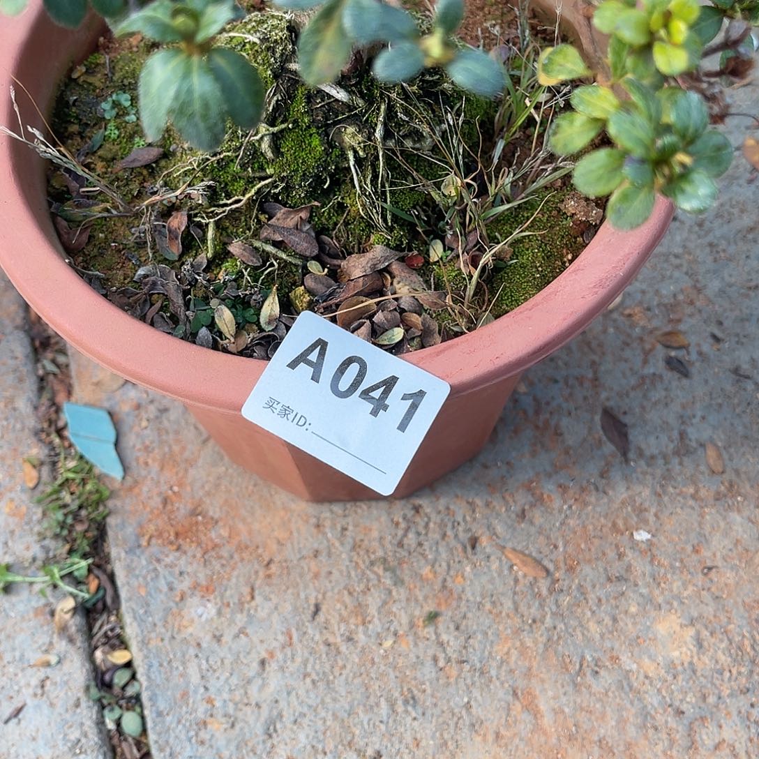 无花朵直播时间一定一定